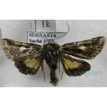 Anarta myrtilli (Linnaeus, 1761) Okrzętnica wrzosówka Slovakia1k